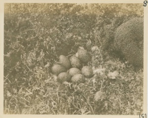 Image of Ptarmigan nest with 8 eggs